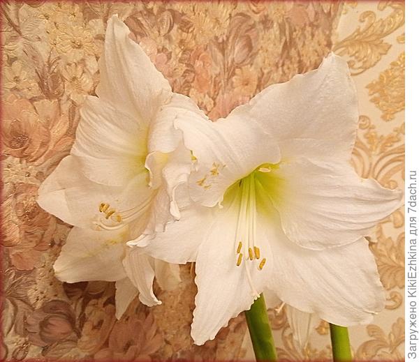 Явно  вскрылась пересортица: сорт не соответствует  заявленному, но своей  красотой он покорил наши сердца!