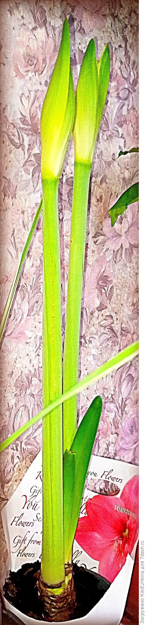 Амариллис был заявлен как   ярко-розовый...