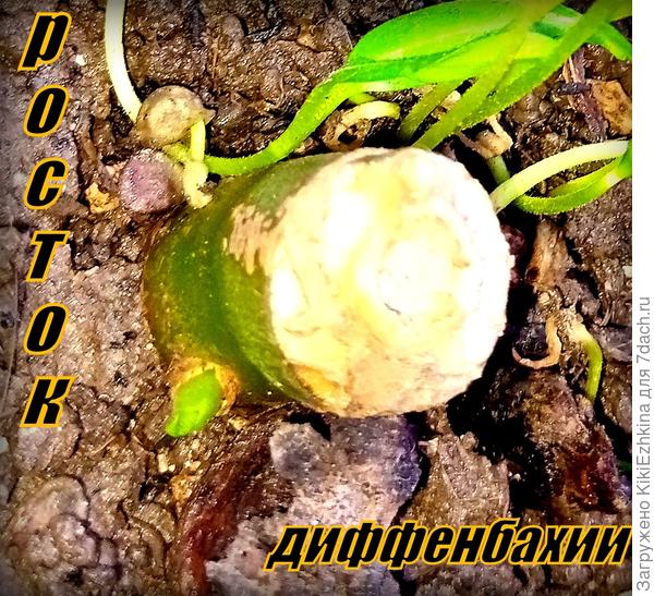 Вот он, первый росточек из  черенка, у которого корней я не видела и просто посадила черенок в грунт...