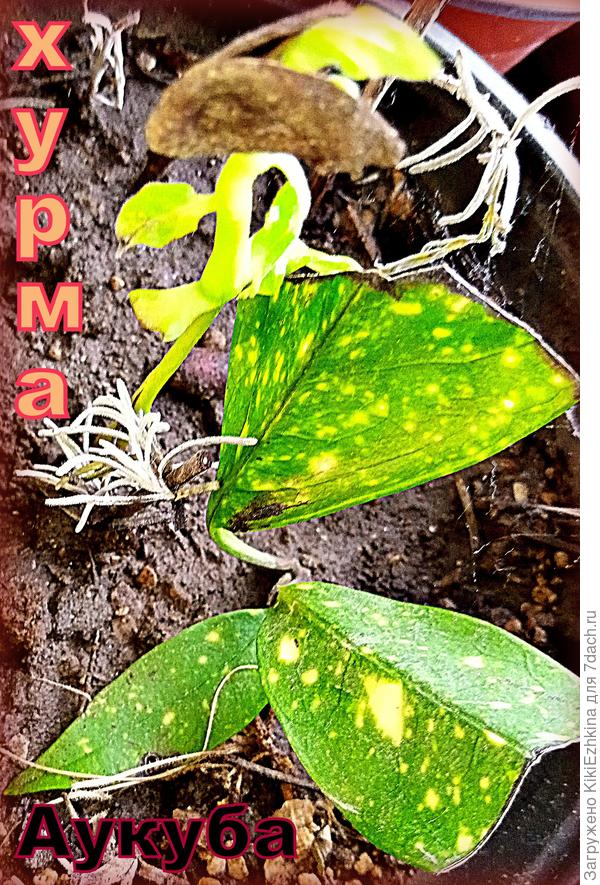 Понатыкана в горшке всякая-всячина... С ростка Хурмы ещё семенная шапочка не слетела...