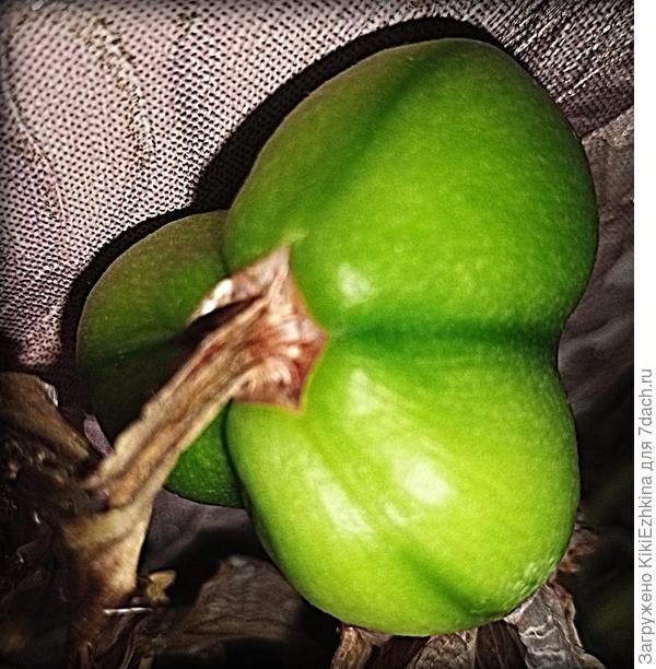 Лепестки цветков усыхают, семянки вызревают,ботва нарастает,буду ждать естественного сброса всего зелёного убранства- потом на покой...