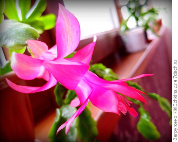 С 8 Марта - моя  Шлюмбергера Буклей