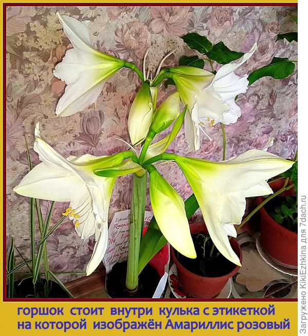 Когда зацвёл-удивились,что не розовым оказался, но всё-равно такой красавчик,что мы простили продавцам эту уловку...