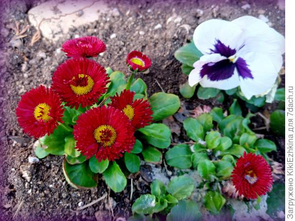 Я сама терпеливо жду когда зацветут мною посаженные цветы... У зятя с ожиданием никак- ещё зимой  купил уже цветущие кустики и так пучком и засунул все вместе кучкой в землю- пусть цветут и хозяин- МОЛОДЕЦ!