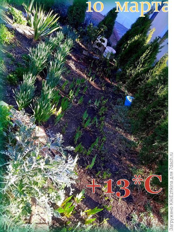 Расчистка  от прошлогодней  листвы  рядочков с ирисами