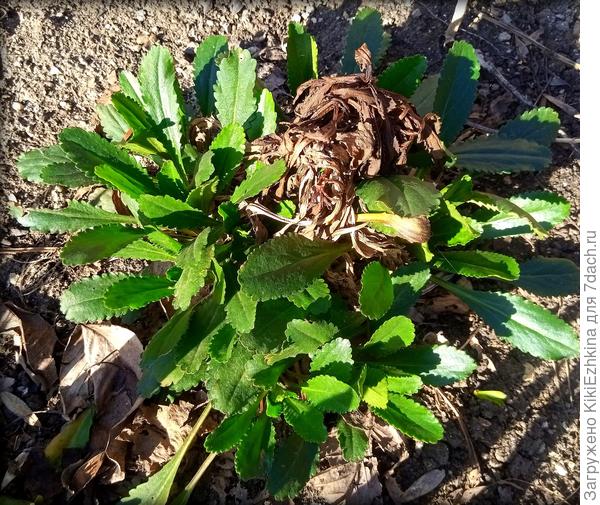 Как видите туда ещё мой секатор не добрался... Даже удивилась ,когда увидела этот сухой пучок- не совсем понятно откуда он там...