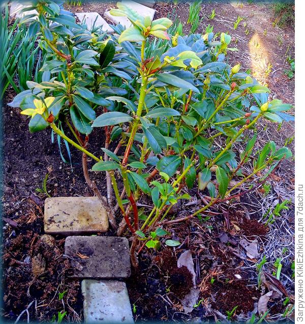 Его в течение сезона здорово грызут улитки ,несмотря на разложенную рядом с кустом &quot;Грозу&quot;, я  такие листья отстригаю,чтобы отрастали свежие...  В итоге он у меня вот такой голенастый...