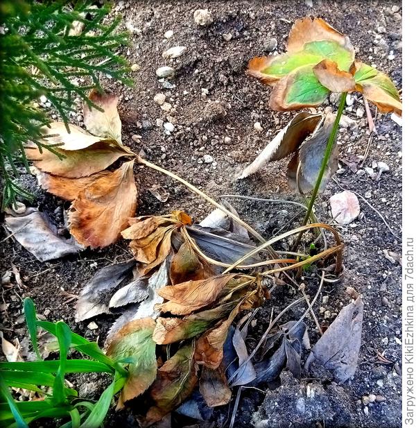 Вот что это такое? В каком режиме он у меня живёт и чего ему не хватает? В серединке проклёвываются новые свечки кустика... А старая листва - умирает - почему?