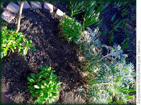 Мой маленький пятачок под персиком, откуда был дан старт ВЕСЕННИМ  полевым работам!