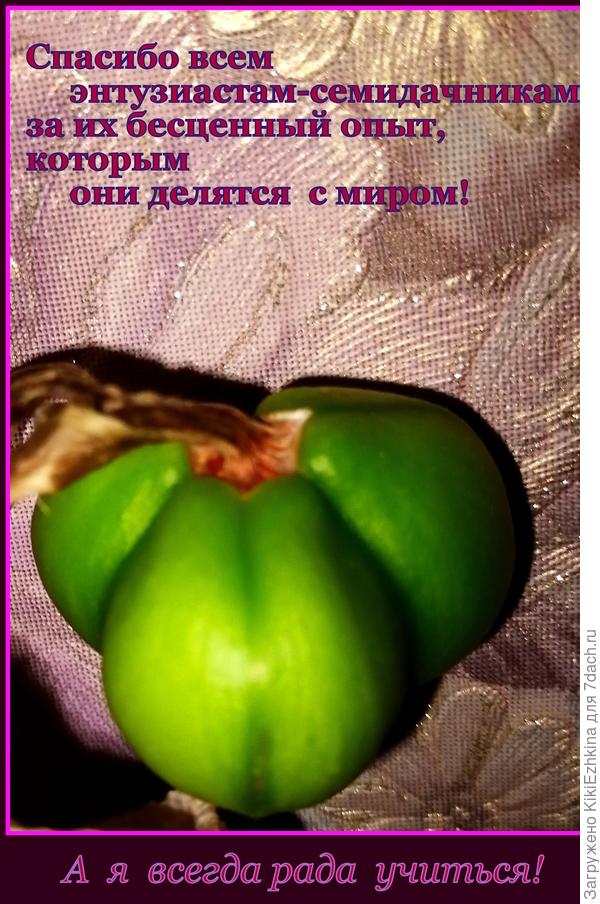 Я  прочитала на сайте про возможность искусственного осеменения, и сразу  захотелось повторить этот опыт и вот он, постепенно созревает результат...