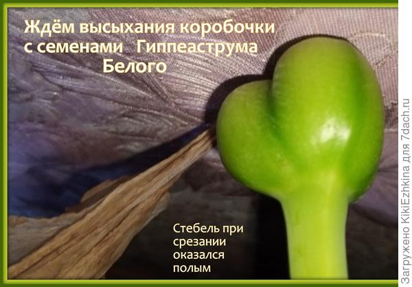 Созреют ли нормально семена ,если я их коробочку срезала не с полностью сухой стрелки...