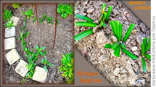 Сегодня обрезала осенние крокусы  стойко  перезимовавшие   с  ботвой.