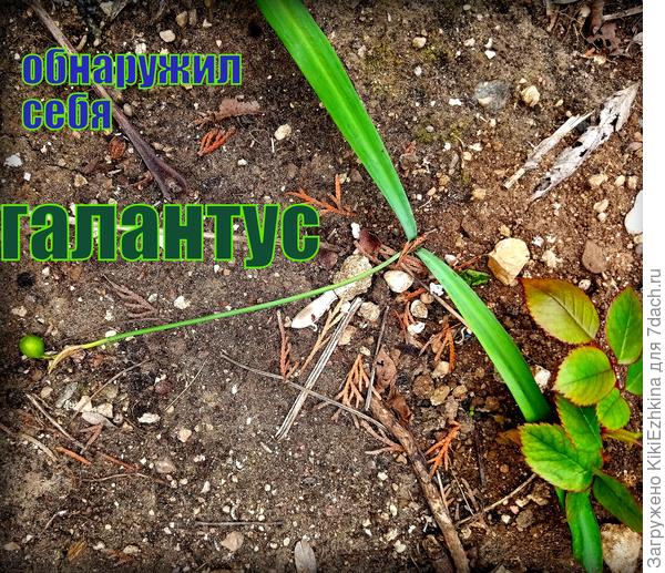 Слава Богу обнаружила место куда высадила второпях в прошлом году! СОРТ  будем определять на следующий год!