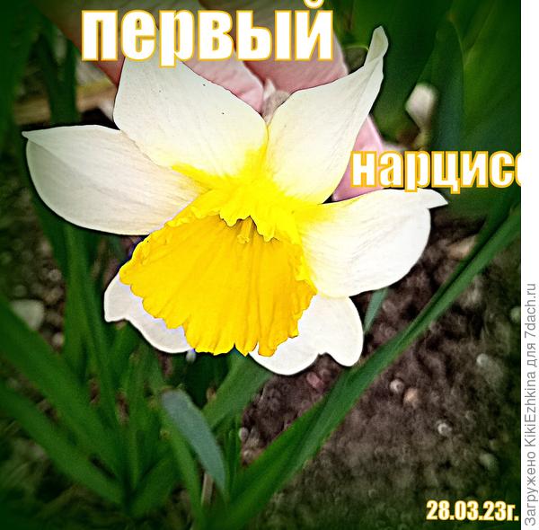 Этот нарцисс сидящий одиноко у дорожки  обогнал всех тех сородичей, что сидят рядами, пропалываются , возле которых земля рыхлится, подкормки подбрасываются - они ещё только начали  выбрасывать первые бутончики,  а этот одиночка зацвёл самым первым!