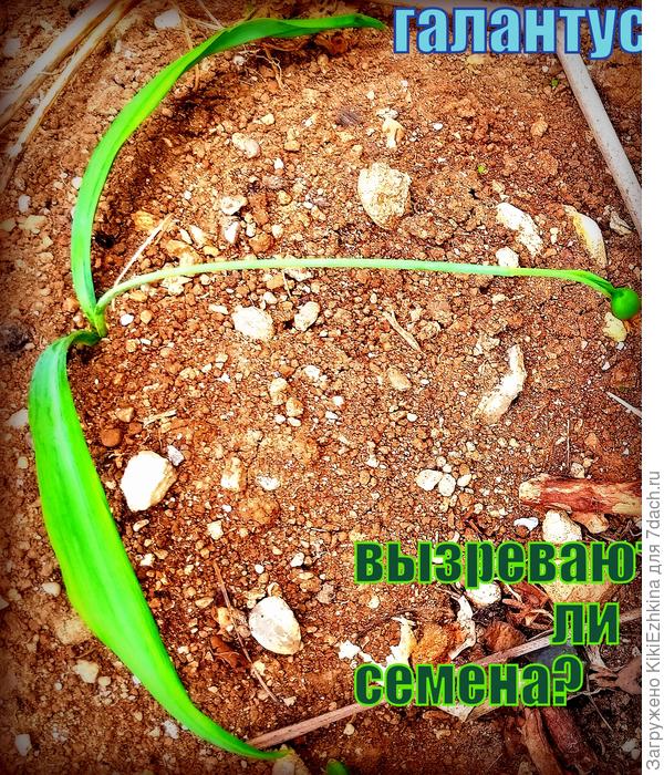 Две  луковки умыкнула из-под чужого забора. Мечтаю размножить побыстрее!