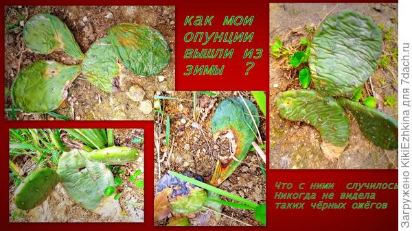 Некоторые почему-то погорели местами за зиму...