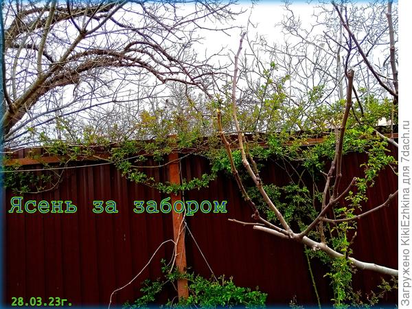 По всей  вероятности этот ясень абсолютный дикорос...