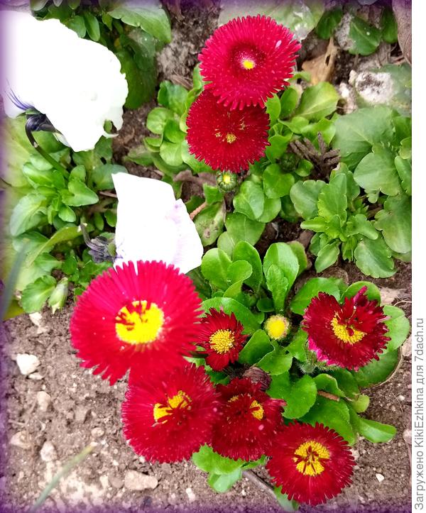 Вот такие красотки посажены в саду в конце февраля... Цветут долго...