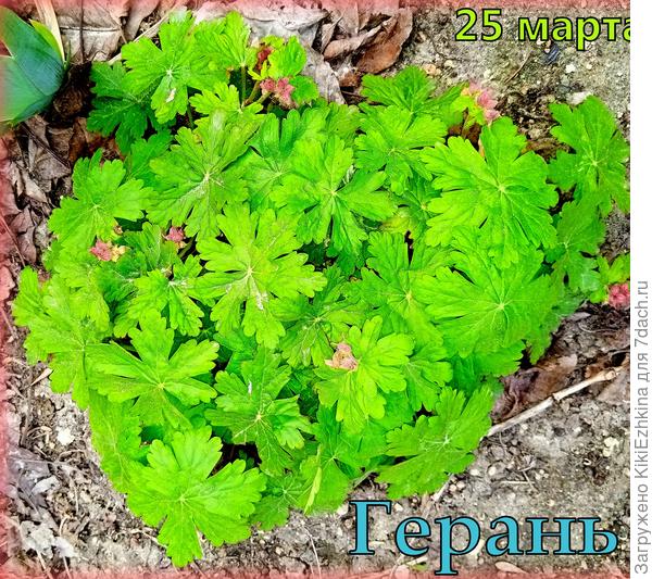 Готовится к цветению мой кустик  КРУПНОКОРНЕВИЩНОЙ   герани ...