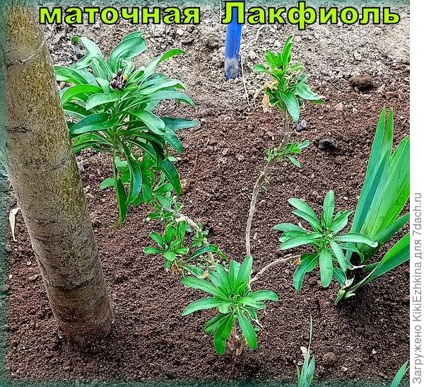 Второй сезон Лакфиоль  зимует  в ОГ без укрытия