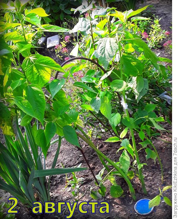 Хочу такие подставки по всему саду- где нужны опоры,но заставить зятя-всё это  позагибать и повтыкать- надо не один раз   повторить просьбу!