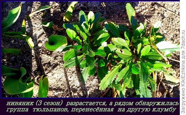 В этом году  ожидаю более обильного и более продолжительного цветения!