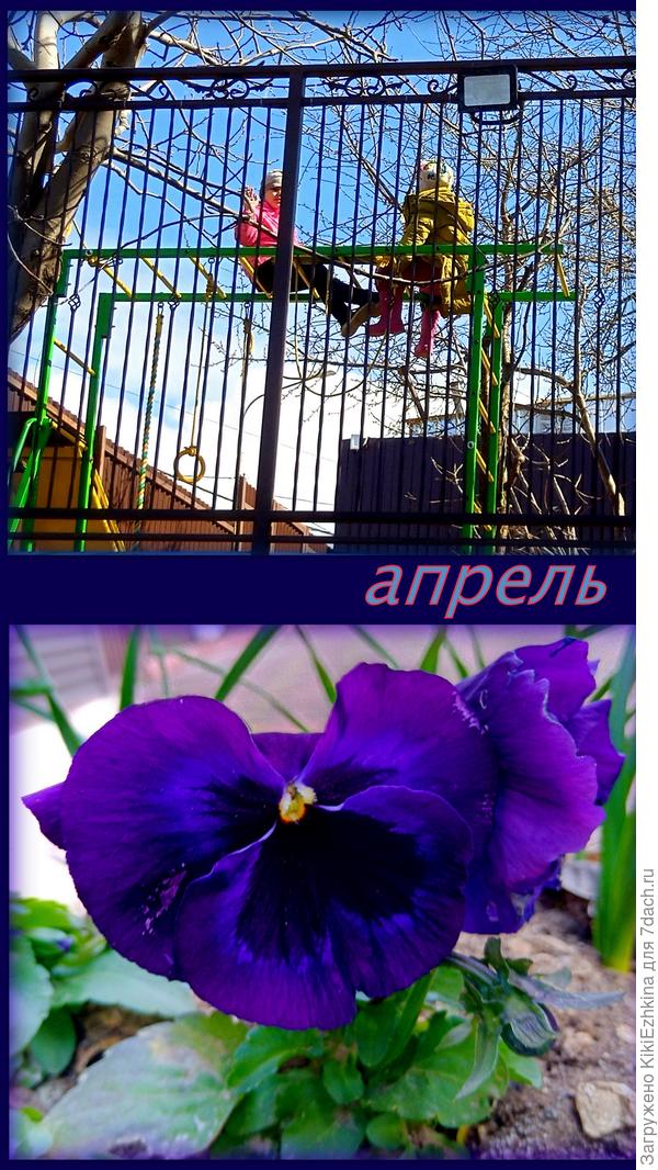 Внизу цветут абрикосы и персики, а  в верхнем саду- орех и инжир пока стоят голые...