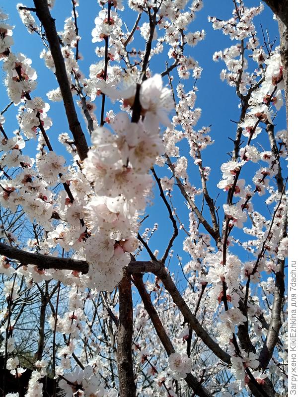 Абрикос в солнечный денёк...