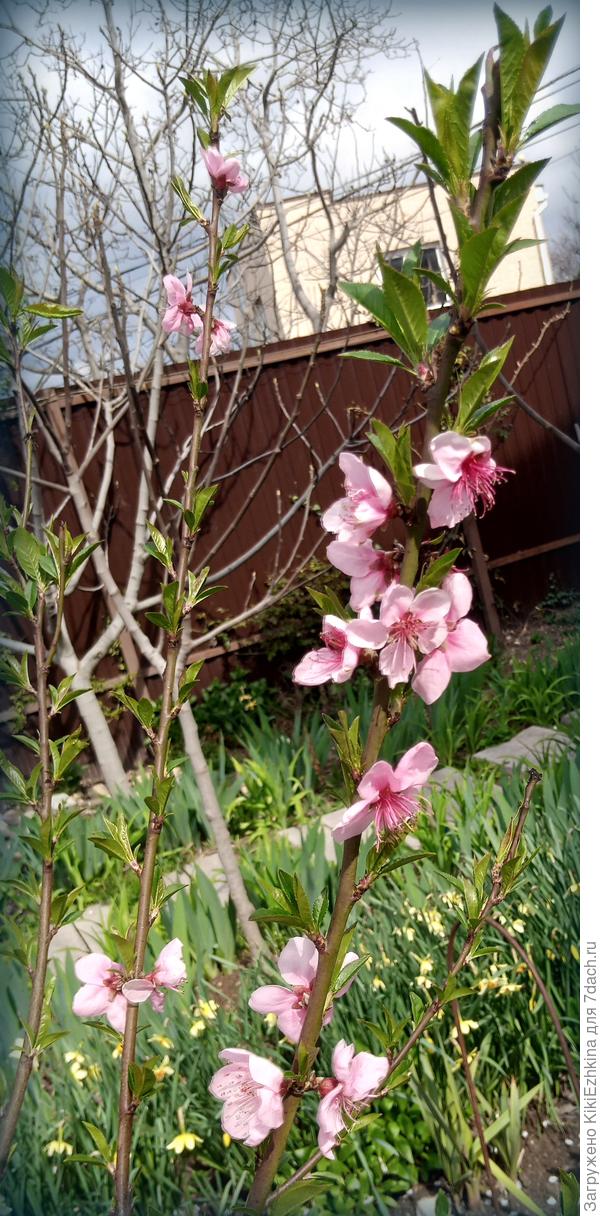 Этот персик другого сорта- вырос у меня из подброшенной под забор косточки... Посмотрим что за  плоды  смогут у нас  вырасти,если  сохранятся завязи,а то по погоде- то ветры,то дожди...