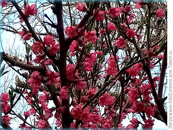 Этот персик в прошлом году уже плодоносил,но  сохранить урожай не удалось -   плоды болели какими-то гнилями, надо обязательно чем-то опрыскивать...