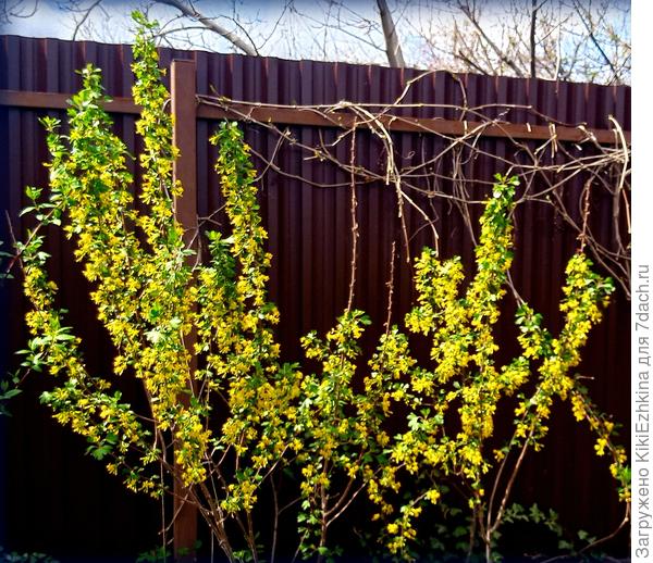 Вот и дал нормальное цветение пятилетний  кустик, перенесённый из верхнего сада...