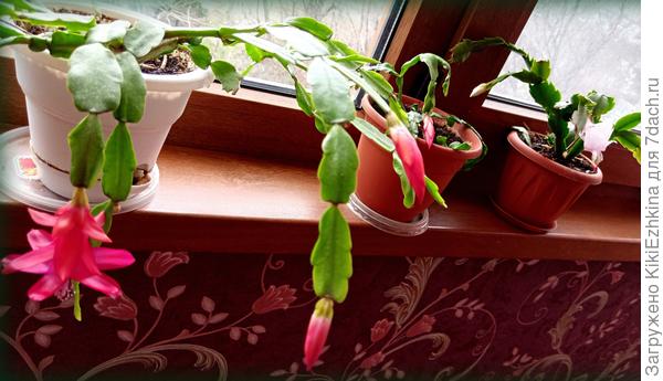 Предлагаю обменяться сортами - если это для вас   приемлемо...