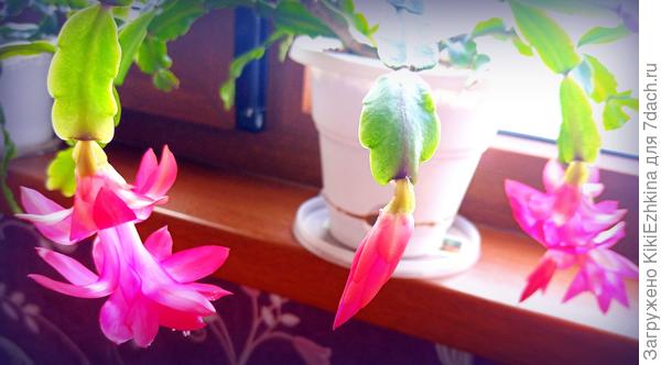 Это Шлюмбергера Буклей (карминная) - прикупила отломок у бабушки  около магазина...