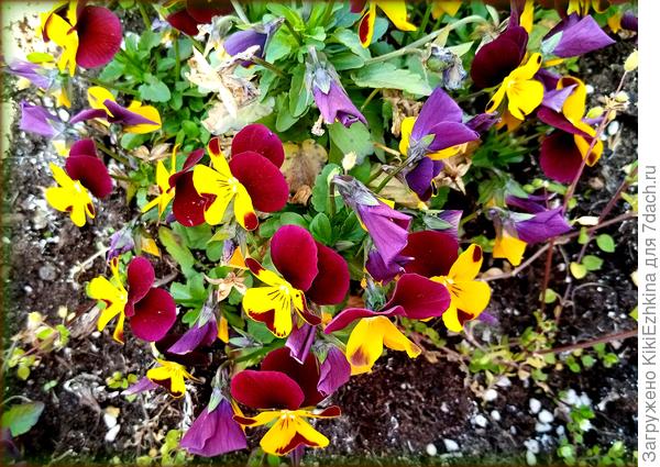 Предполагаю,что это Фиалка рогатая...  Название сорта пока не знаю...