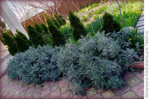 Обрамление  сада  по  бордюру  -  Цинерария после зимы...