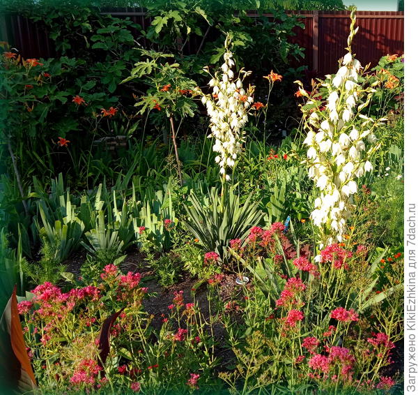 Эти  юкки  зацвели у меня в саду   через 2 года (переносила  из  верхнего садика  уже большими ростками)...