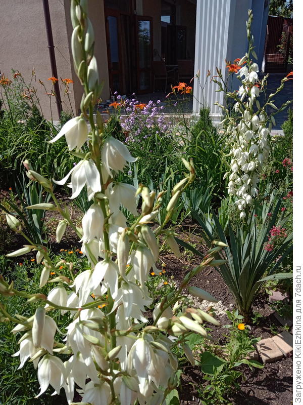 ЭТИ КОЛОКОЛЬЧИКИ ПРОСТО ЗАВОРАЖИВАЮТ СВОЕЙ чистотой  и нежностью!