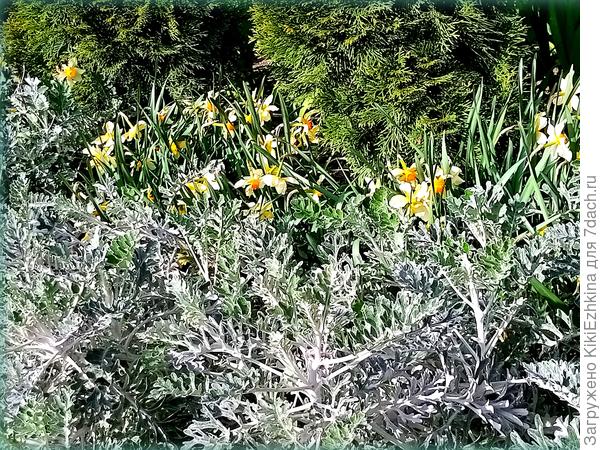 В прежние годы перед туями красовался рядочек нарциссов, теперь бедняга толпится задавленный  в  глубине  &quot;предбанника&quot; - пересаживать пока нарциссы не  планирую,   посмотрю как у меня цинерария   успешно  превратится в  многолетник -  вопрос пока открытый...а  вдруг при заморозках выпадет совершенно?