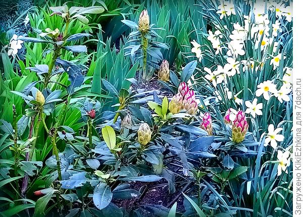 Удалось уловить момент набухания почек. Пока не ясно какие бутоны процветут полновесно.