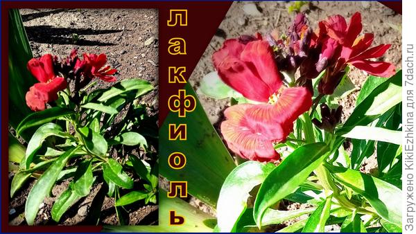 Очень жаль,что фото не передаёт  точного  оттенка лепестков! Скоро расцветёт весь кустик- тогда порадуемся в полной мере!