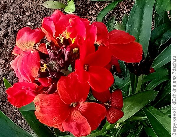 Не  помню семян  прошлого года... Наверное,  не обнаружила...  В  прошлом году был единственный  цветочек  рыженькой  расцветки... Удивительные  цветовые  метаморфозы!