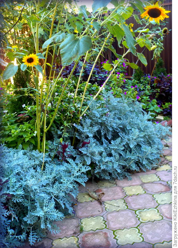 Семена вот этой  Цинерарии  собирала с городского вазона