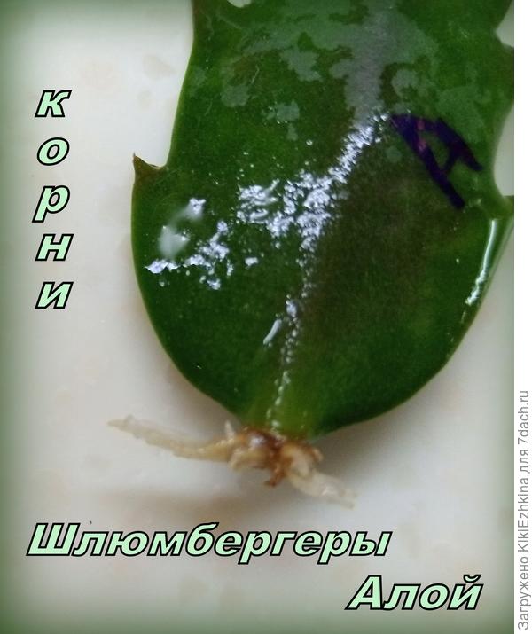 Вот такие маленькие корешки наросли на некоторых сегментах...
