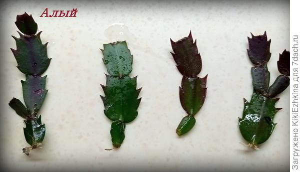 Теперь  предстоит дождаться новых расцветок:  алого, оранжевого и свекольного...