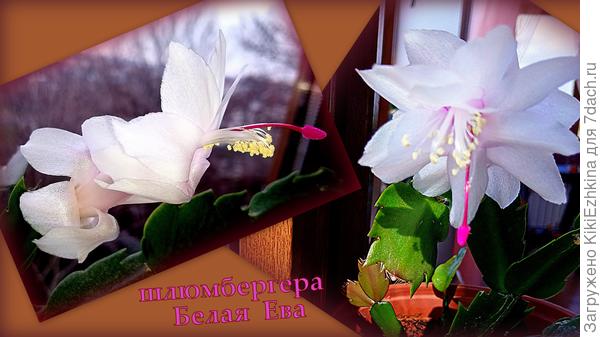 Шлюмбергера Белая  Ева...