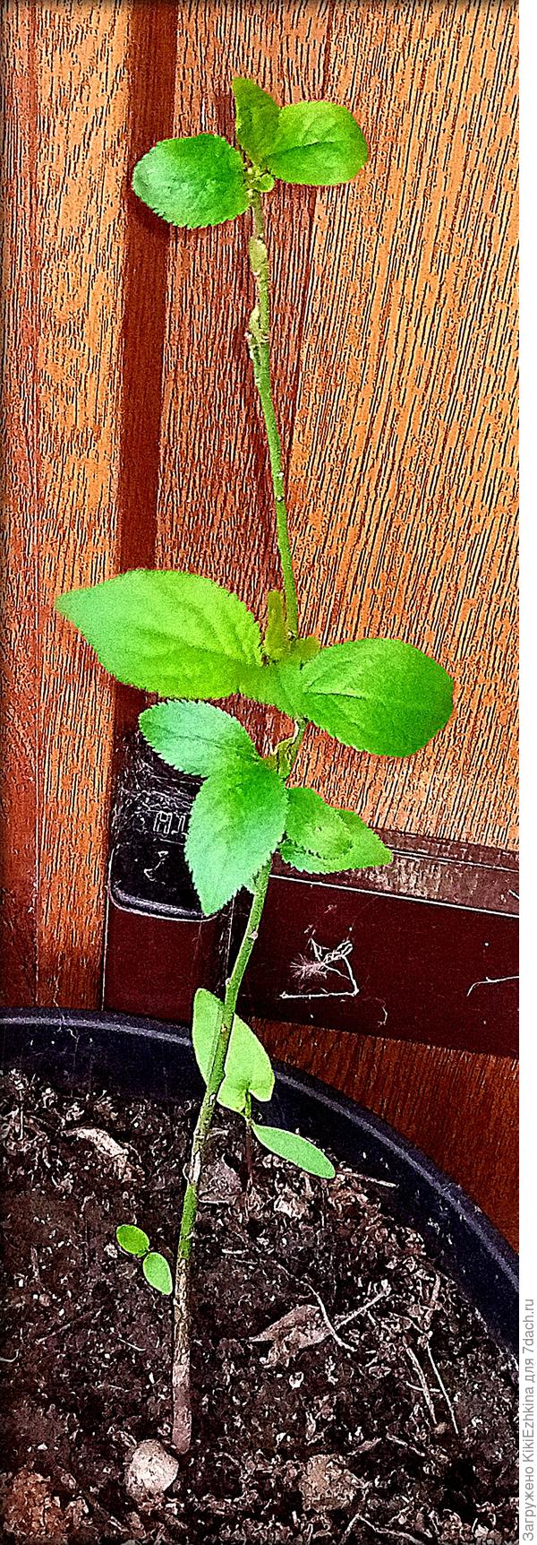 Вы  хорошо знакомы с этим  растением -  сможете подтвердить- что это и есть каприфоль?