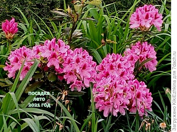 Цветение: сезон 2023