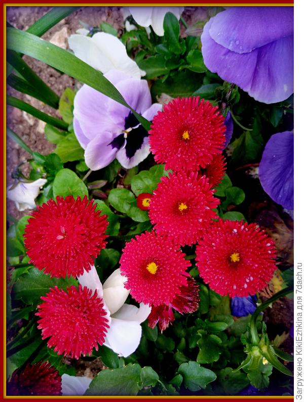 Какое место выбрать для  посева Маргариток из своих семян?