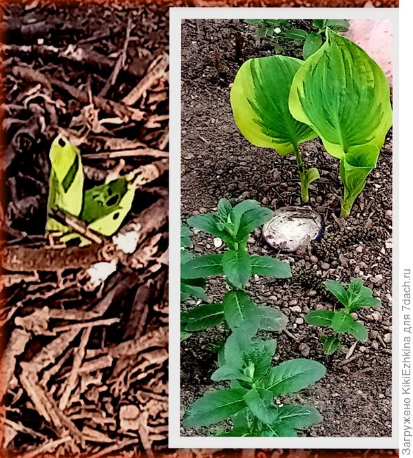 Слева- хоста из числа  присланных в подарок  корешков...  А  справа- магазинская,  высаженная  из горшочка.