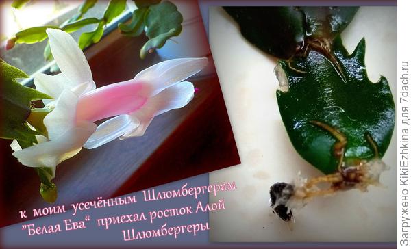 Мой новый отросток Алой Шлюмбергеры укоренился непосредственно в ватном диске за время пути на мой подоконник в бумажной упаковке!